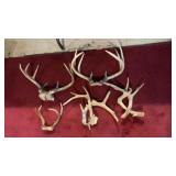 (5) Set Of Deer Sheds & Antlers