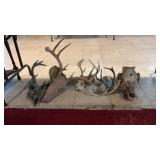Deet Antlers, Skulls, & Sheds