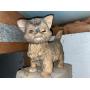 Dunlap Estate Auction
