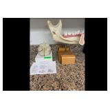 Mixed lot of Life Size Brain and Jaw Models