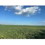 Diane Y. Hill Prime Farmland Auction