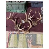 Deer Antlers