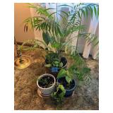 Assorted Potted Houseplants, Set of Three