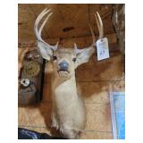 Whitetail Deer Shoulder Taxidermy Mount