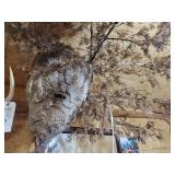 Large Natural Wasp Nest on Branch Display