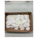 Box of Assorted Dried Sea Urchin Tests and Sand Dollars