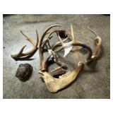Animal items