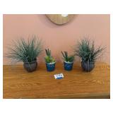 Plants