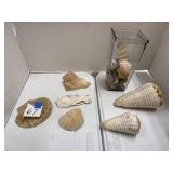 Seashells, vase