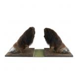 Vintage Taxidermy Bison Hoof Bookends