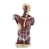 Vintage Anatomical Model Male Clay & Adams