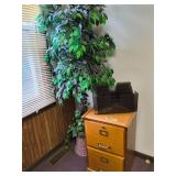 Ficus Tree 77', Bookcase & 2-Drawer Oak File