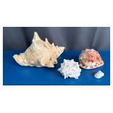 Sea Shells
