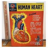 pyro human heart model