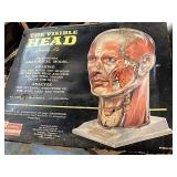 Visible head model