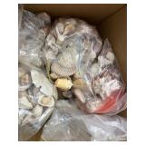 Sea shells