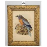 'Burmese Roller' Bird Lithograph in Period Frame