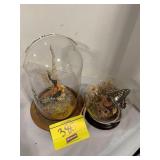 2 MOTHS / BUTTERFLIES IN GLASS DOMES