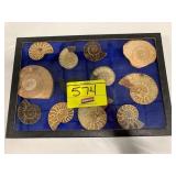 SHOWCASE FULL OF FOSSIL SHELL SPECIMENS