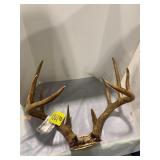 10-POINT TAXIDERMY DEER ANTLERS