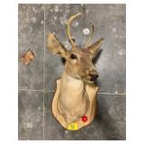 3-POINT TAXIDERMY DEER MOUNT