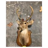 8-POINT TAXIDERMY DEER MOUNT