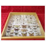 Vintage entomology insect collection.