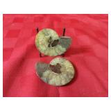 Polished Fossils. Cleoniceras Ammonites