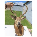 Whitetail Deer Taxidermy mount. Buck.