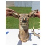 Whitetail Deer Taxidermy mount. Doe.