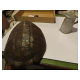 Old turtle shell & oil can.