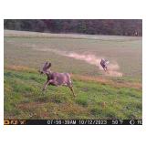 ZANCHAS GUNS AND AMMO WILL TRANSFER ALL FOID LOTS