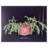 Christmas Cactus Plant
