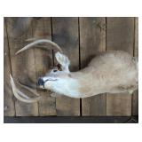 Buck Deer Taxidermy Mount