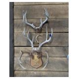 Deer Horns