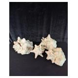 (4) Large Conch Shells