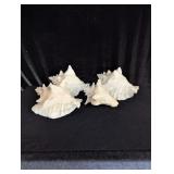 (4) Large Conch Shells