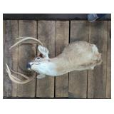 Buck Deer Taxidermy Mount