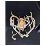 Deer Horns