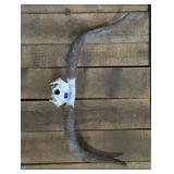 Long Horn Cattle Horns
