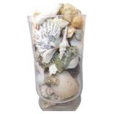 10-Inch Glass Vase Filled With Assorted Sea Shells