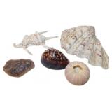 Shells and Fossils
