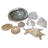 Sea Shells and Marine Specimens