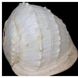 Large White Seashell with Distinctive Ribbed Textu