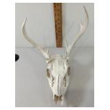 European Mount Deer Skull