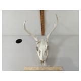 European Mount Deer Skull