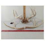 Deer Antlers