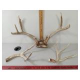 Deer Antlers