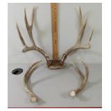 Deer Antlers