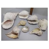 Large sea shells